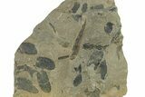 Pennsylvanian Fossil Fern (Neuropteris) Plate - Kentucky #258822-1